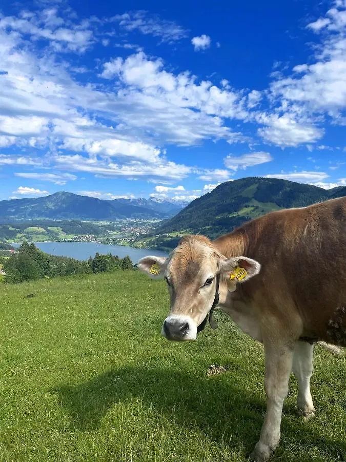 Ferienwohnung Heidi Mit Oberstaufen Plus ألمانيا